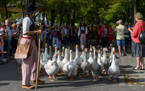Fête des Vendanges 